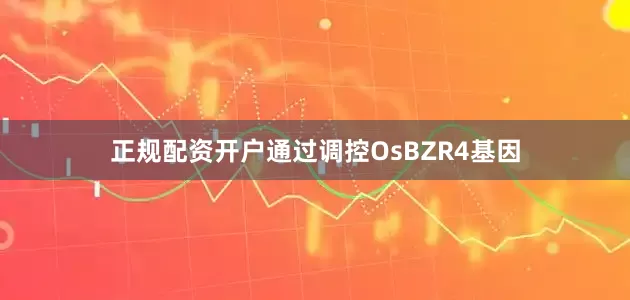 正规配资开户通过调控OsBZR4基因